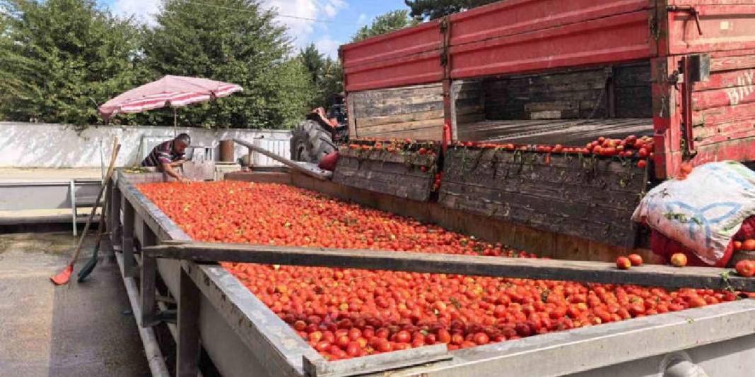 Hollanda’nın sofralarına lezzet katıyorlar! İnegöl’den yola çıkıyor, biber salçası emekle üretiliyor 3